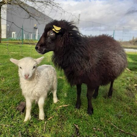 Les moutons sur les sites des usines Daunat