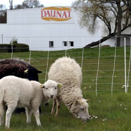 Les moutons devant l'usine Daunat de Guingamp