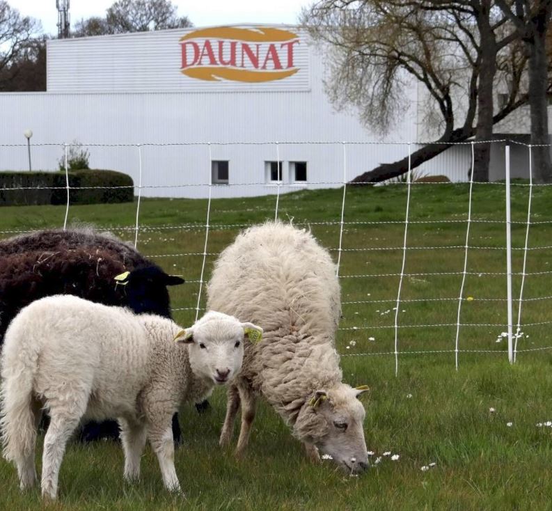 Les moutons devant l'usine Daunat de Guingamp
