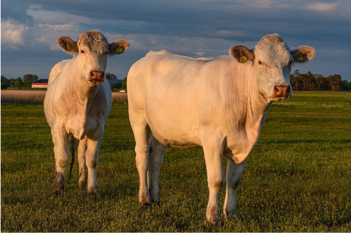 Bien-être des vaches charolaises chez Daunat
