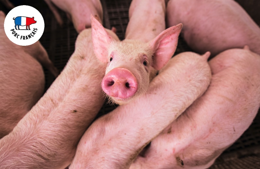 Bien etre des porcs français Daunat