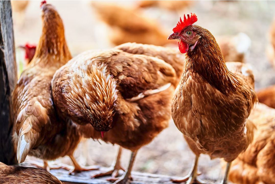 Le bien être des poules pondeuses