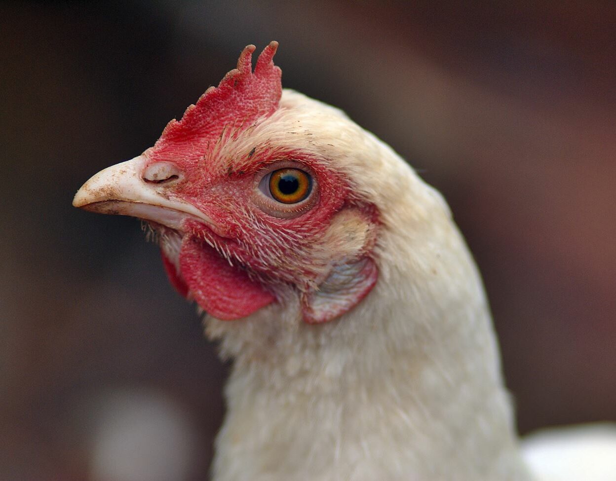 Les engagements de Daunat pour le bien être des poulets de chair