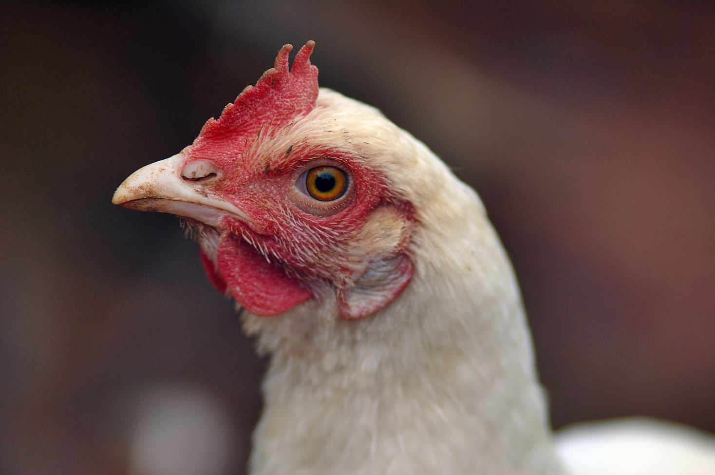 Les engagements de Daunat pour le bien être des poulets de chair